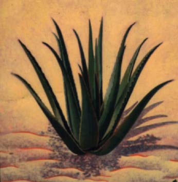 Aloe vera barbadensis Miller 
